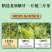 张家界莓茶源头厂家产地直销