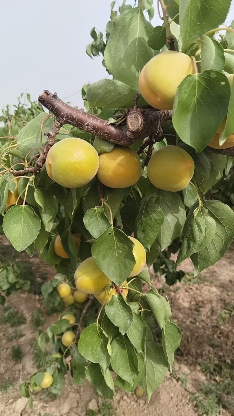 精灵陕西金太阳杏货源充足，全国发货，致电联系