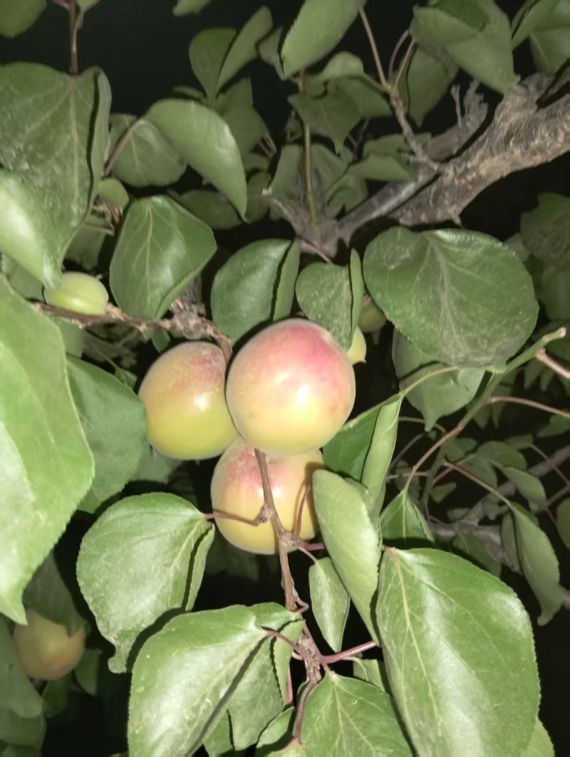 精品陕西大荔县丰园红杏货源充足，全国发货，致电联系
