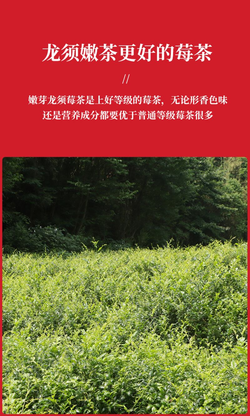 张家界莓茶产自武陵山脉源产地发货厂家直销