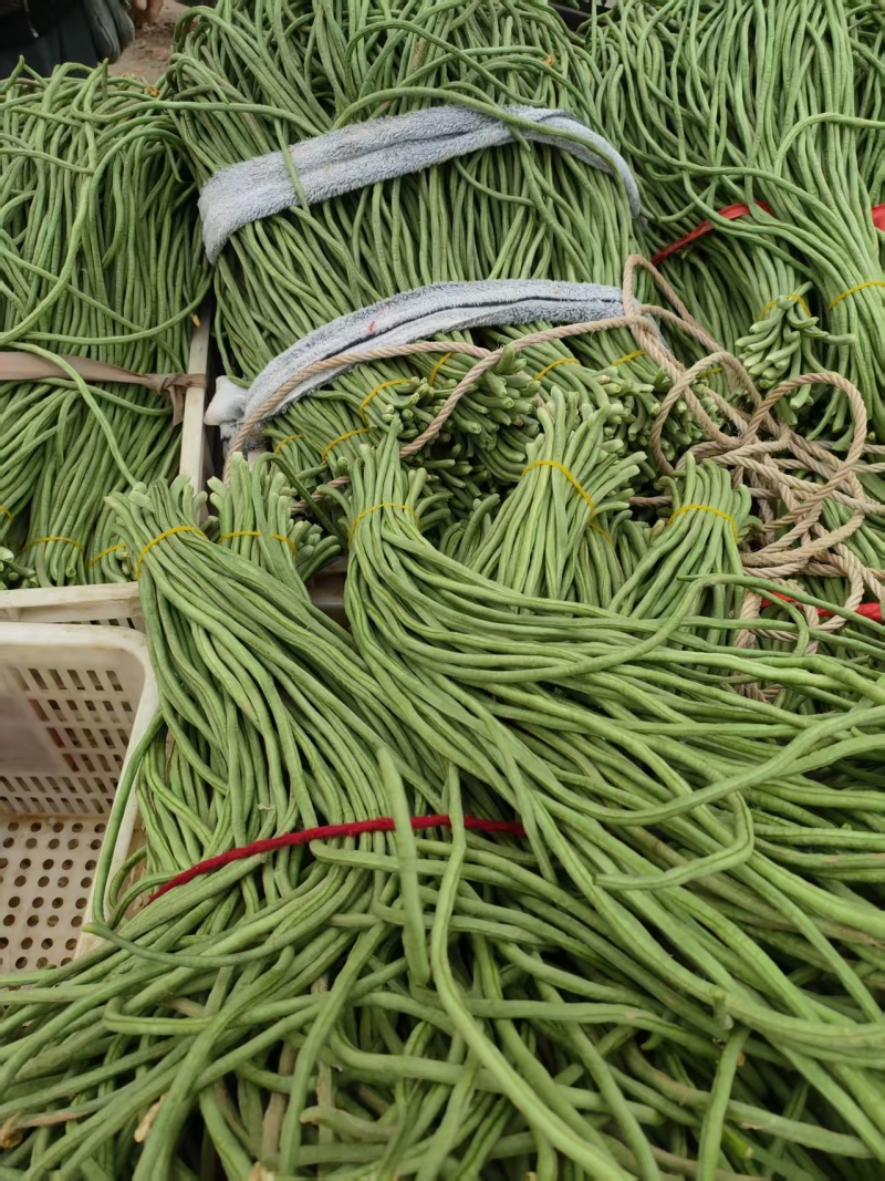 精品长豆角青条豆角全国发货现摘现发可视频看货