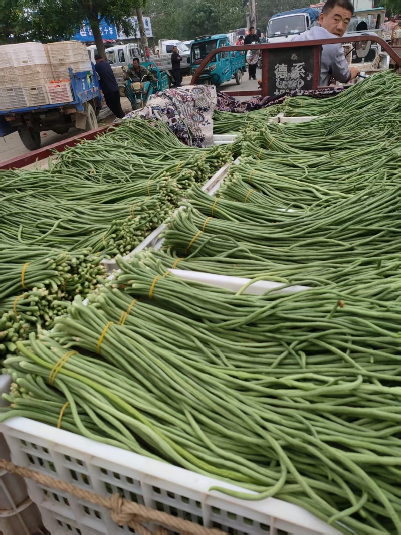 精品长豆角青条豆角全国发货现摘现发可视频看货