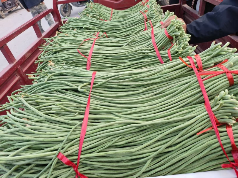 精品长豆角青条豆角全国发货现摘现发可视频看货