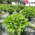 无尽夏绣球批发花色丰富规格多无尽夏基地直供杯苗盆苗