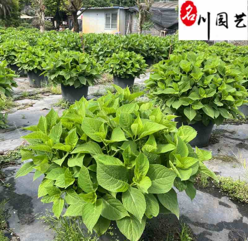 无尽夏绣球批发花色丰富规格多无尽夏基地直供杯苗盆苗