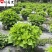 无尽夏绣球批发花色丰富规格多无尽夏基地直供杯苗盆苗