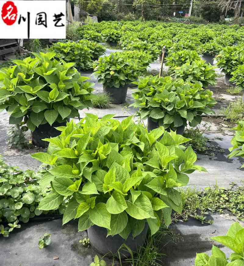 无尽夏绣球批发花色丰富规格多无尽夏基地直供杯苗盆苗