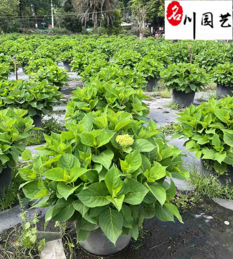 无尽夏绣球批发花色丰富规格多无尽夏基地直供杯苗盆苗