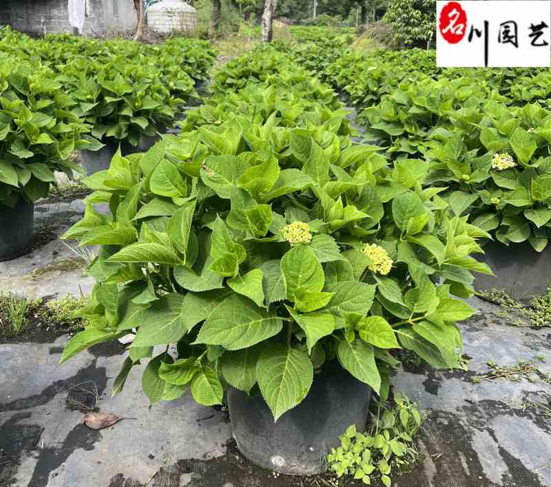 无尽夏绣球批发花色丰富规格多无尽夏基地直供杯苗盆苗
