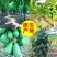 【一件代发】冰糖心牛奶木瓜超甜红心木瓜树上熟整箱批发水果