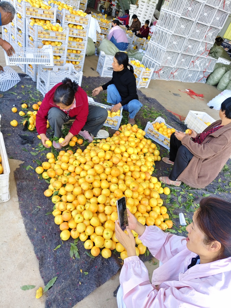 湖北黄油桃大量上货欢迎老板来电咨询也可视频看货