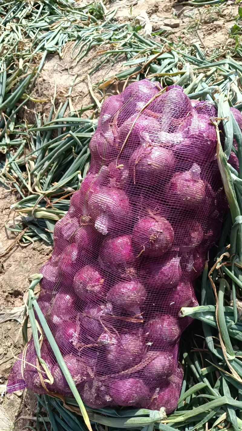 精品紫皮洋葱新鲜采摘大量有货对接各大平台