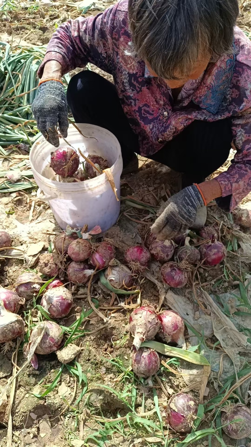 精品紫皮洋葱新鲜采摘大量有货对接各大平台