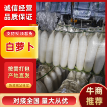 【实力推荐】白萝卜/湖北精品白萝卜/荆门白萝卜/价美