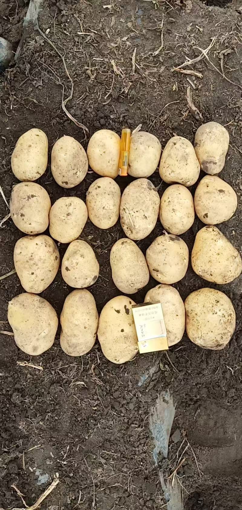 东北土豆吉林土豆尤金885土豆黑土地土豆品质高价实惠