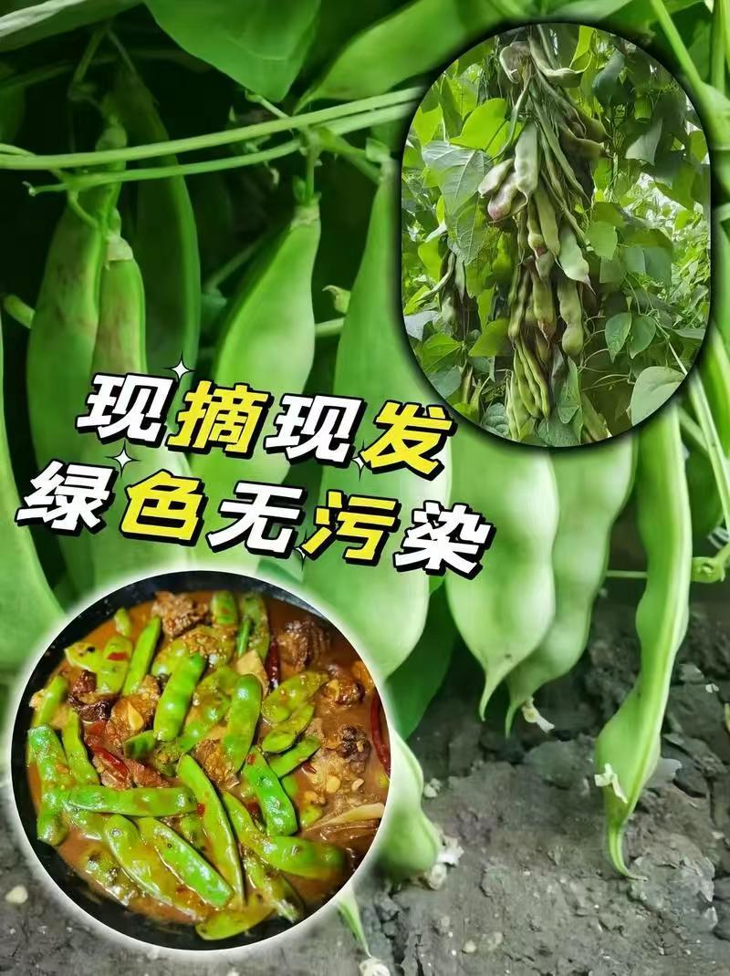 热卖吉林大油豆角东北油豆角现摘现发可拼车价格实惠欢迎联系