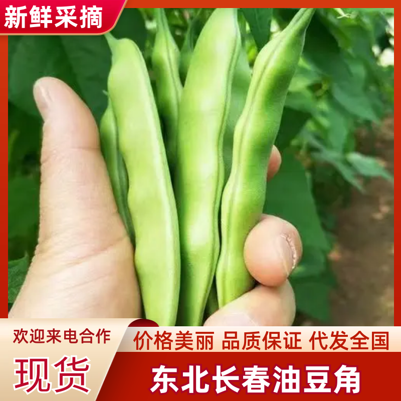 热卖吉林大油豆角东北油豆角现摘现发可拼车价格实惠欢迎联系