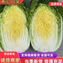 黄心白菜辽宁东北白菜产地一手货源，对接电商市场批发商