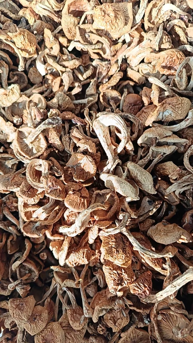 精品滑子菇货源充足量大从优质量保证欢迎咨询