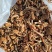 精品滑子菇货源充足量大从优质量保证欢迎咨询