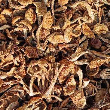 精品滑子菇货源充足量大从优质量保证欢迎咨询