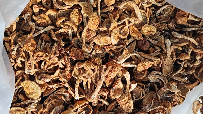 精品滑子菇货源充足量大从优质量保证欢迎咨询