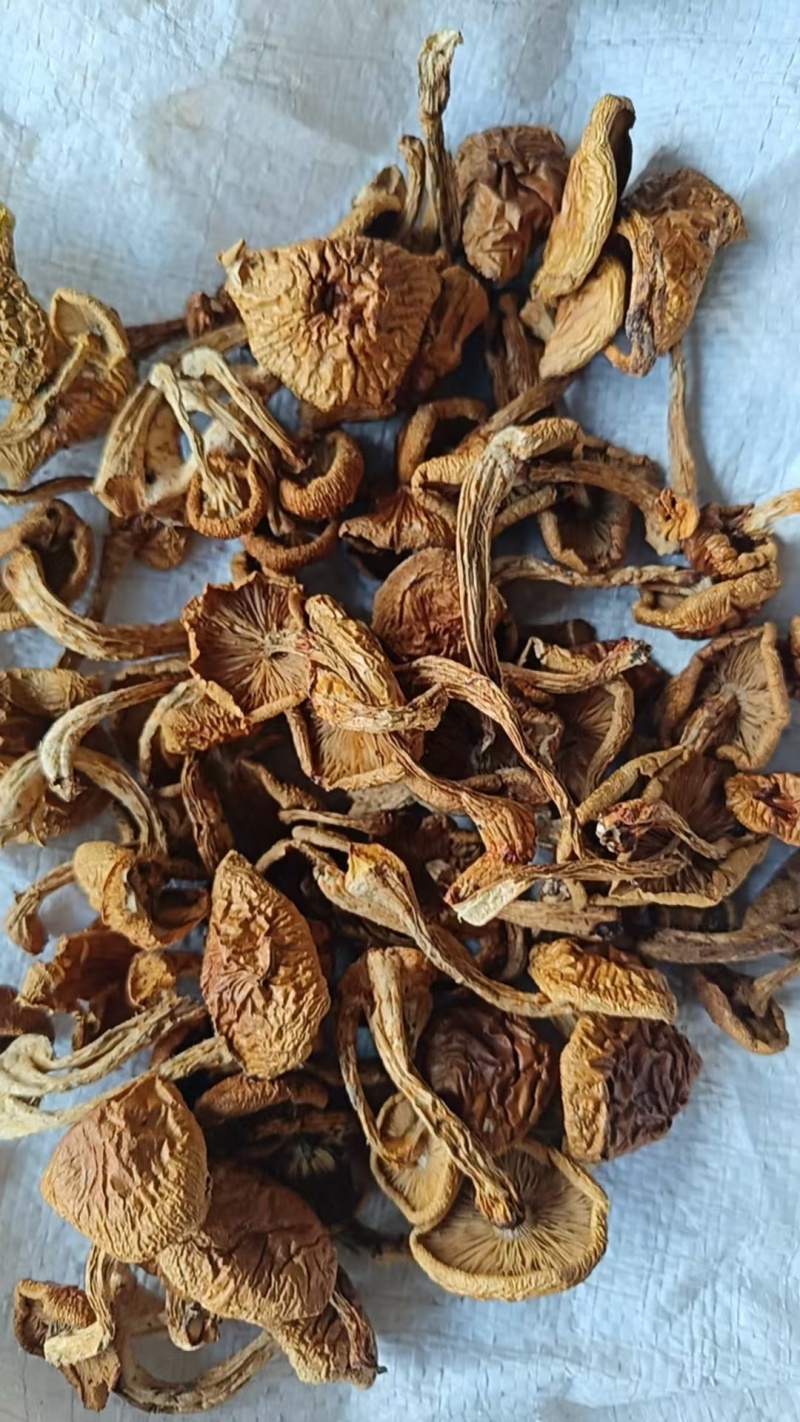 精品滑子菇货源充足量大从优质量保证欢迎咨询