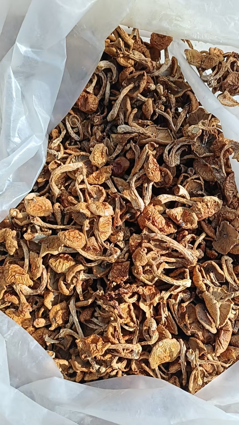 精品滑子菇货源充足量大从优质量保证欢迎咨询