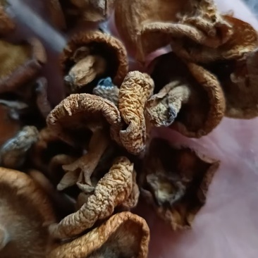【热卖中】滑子菇大帽干滑子菇冒干净无杂质量大从优