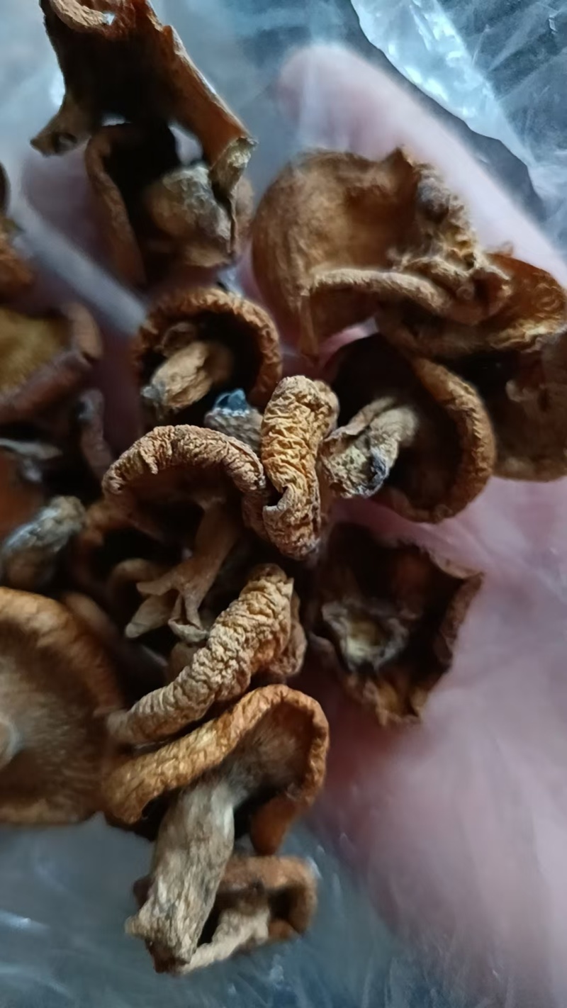 【热卖中】滑子菇大帽干滑子菇冒干净无杂质量大从优