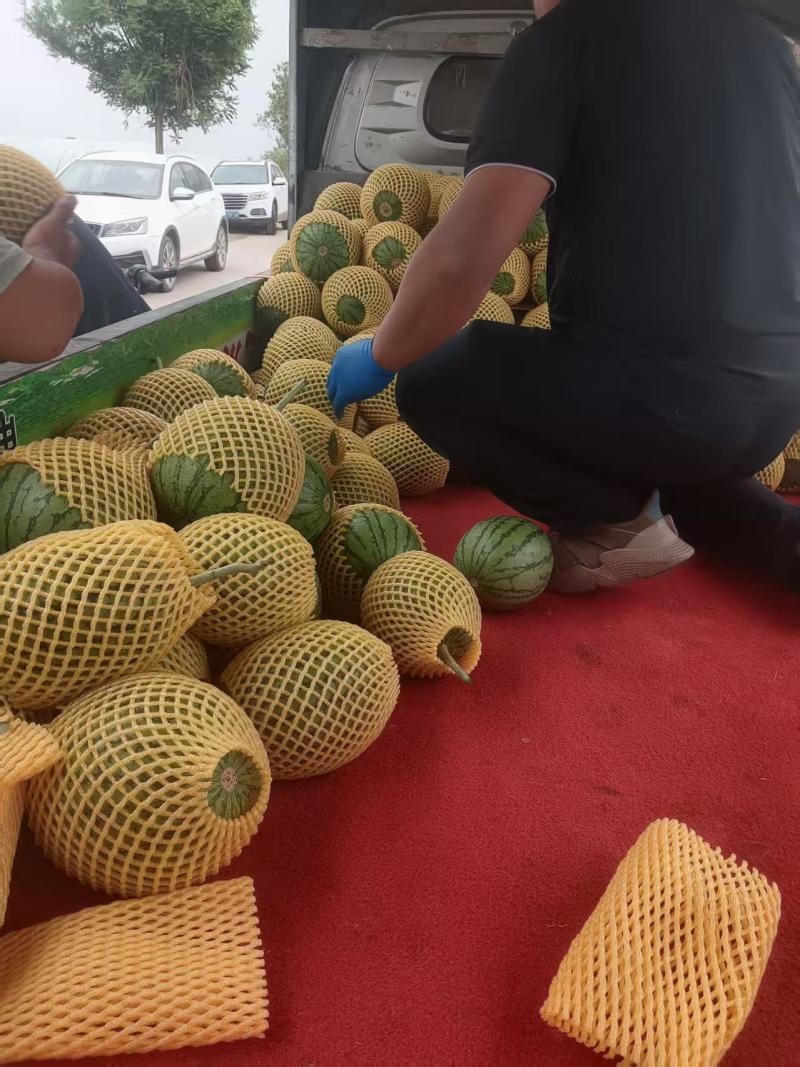 大量供应陕西吊兰西瓜，可对接各大市场商超，需要的联系