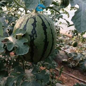 大量供应陕西吊兰西瓜，可对接各大市场商超，需要的联系