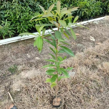 木荷