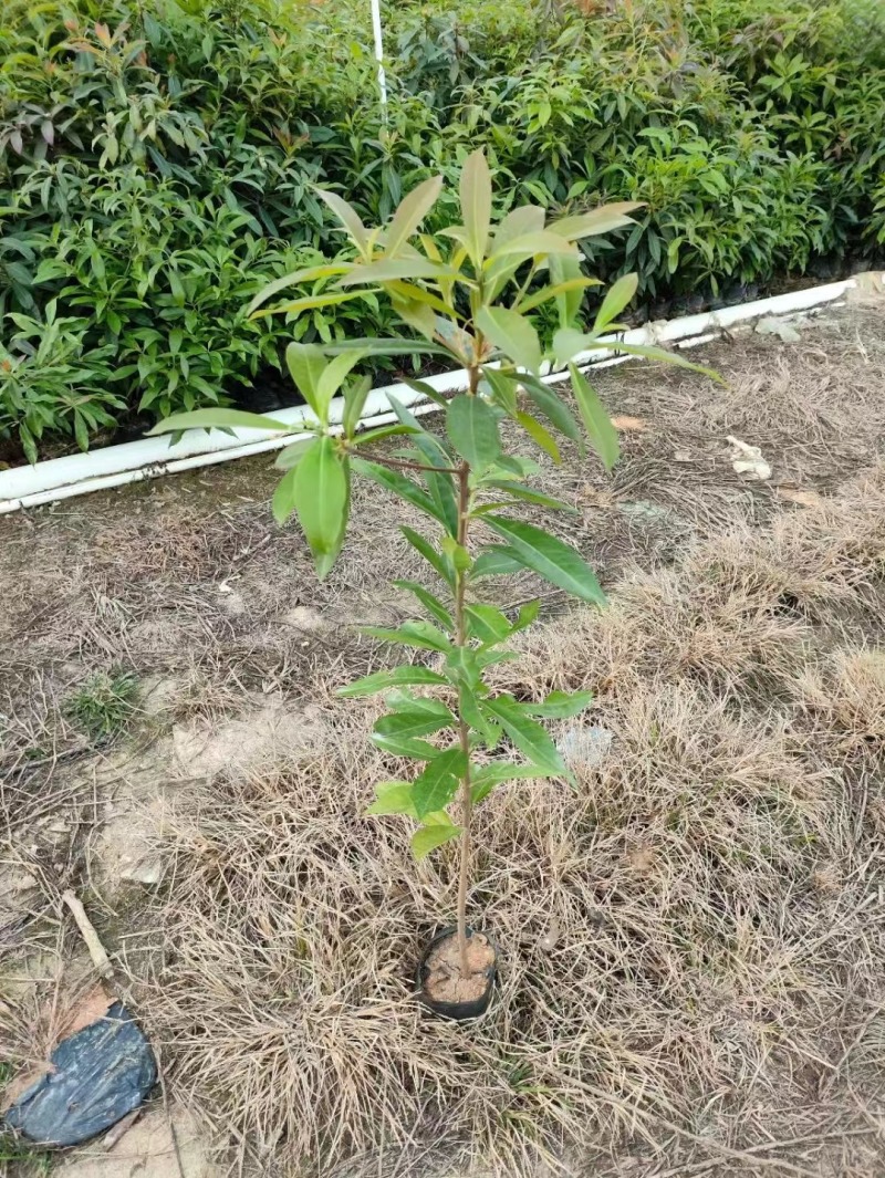 木荷