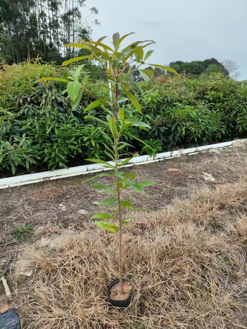 木荷