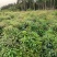 木荷