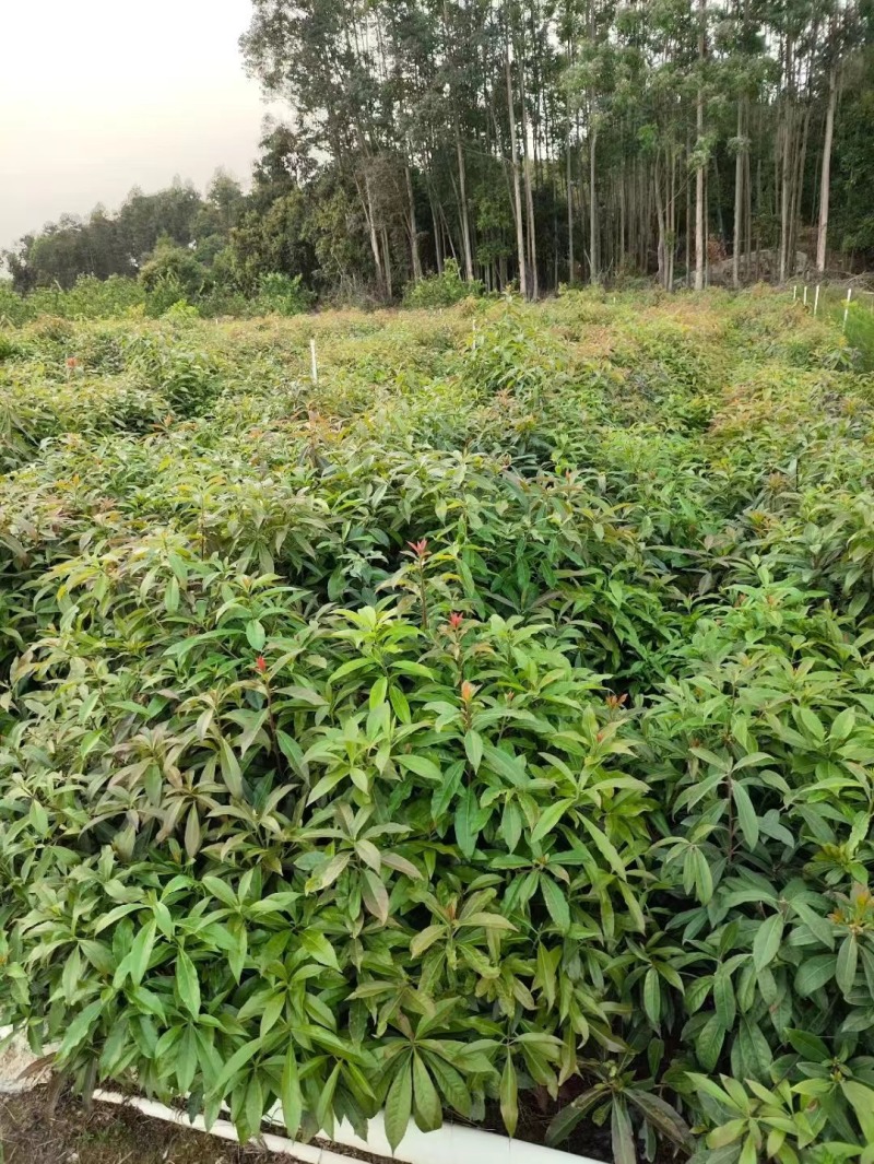 木荷