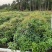 木荷