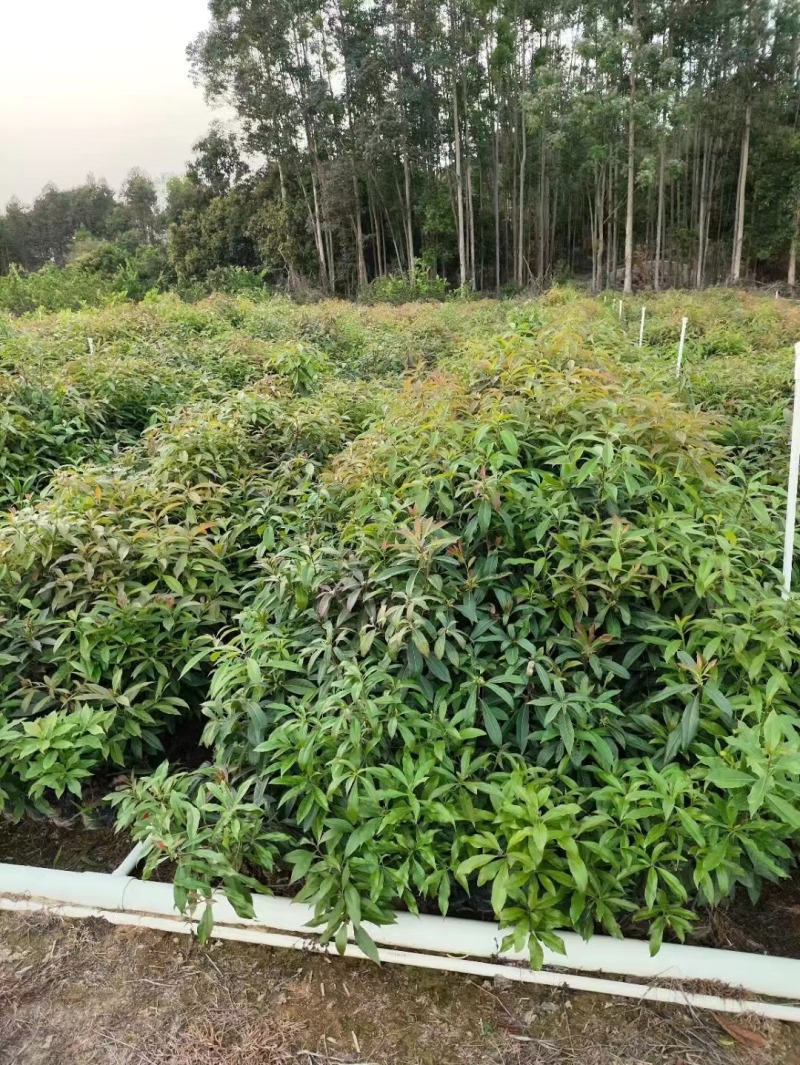 木荷