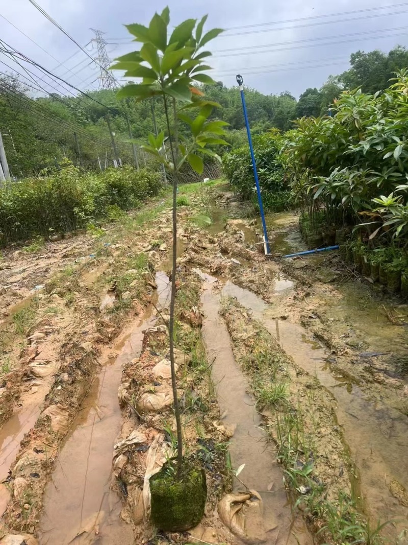 木荷