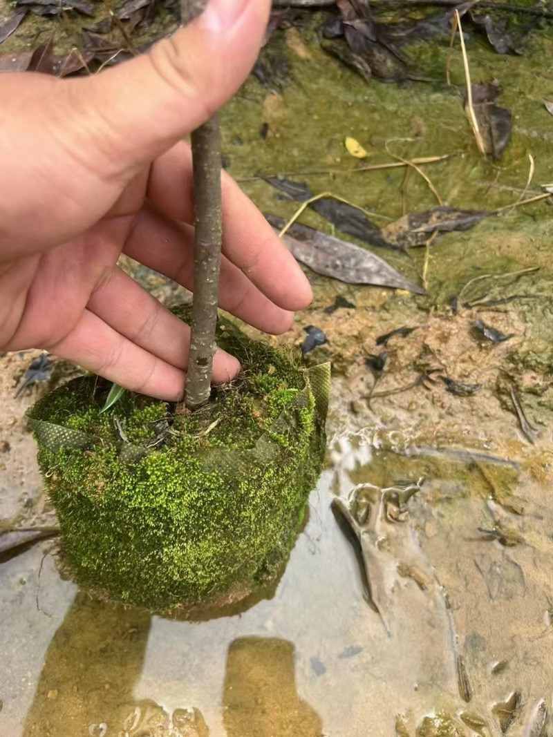 木荷