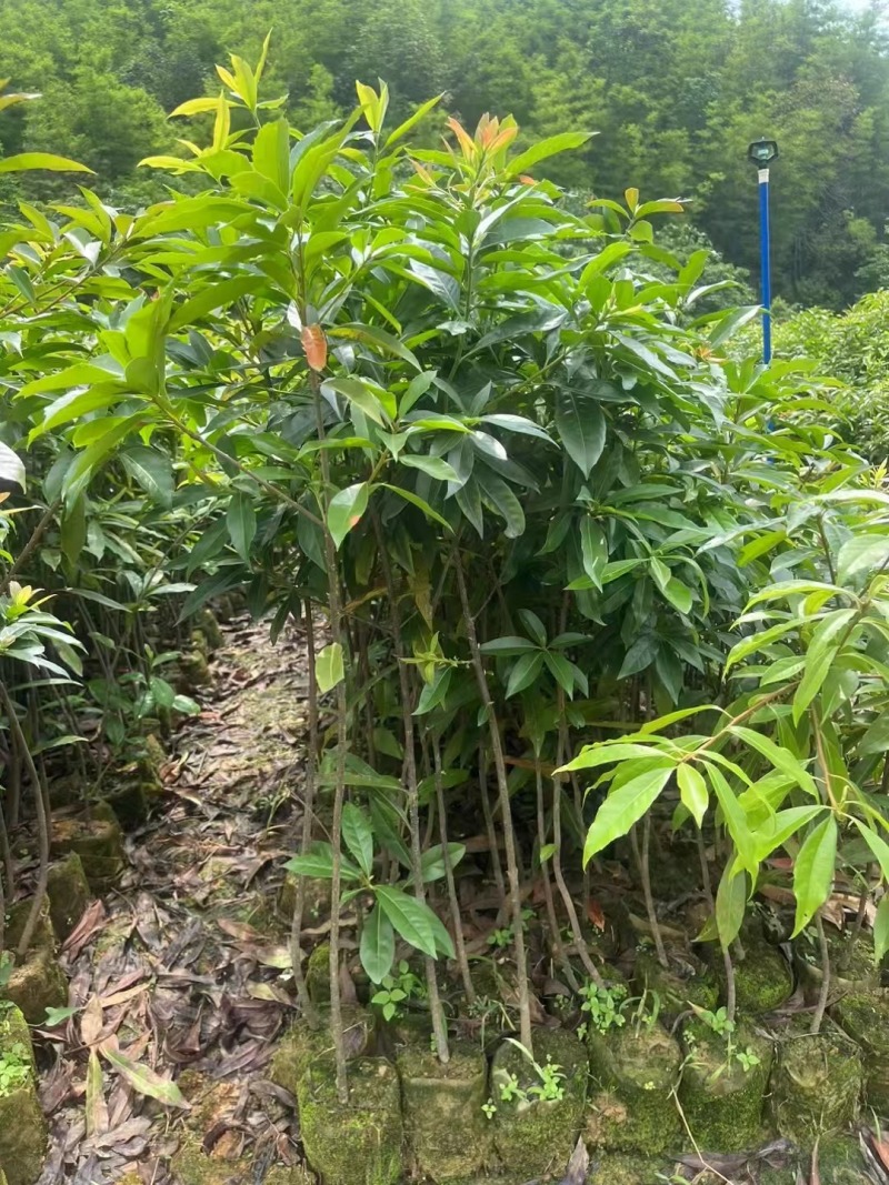 木荷