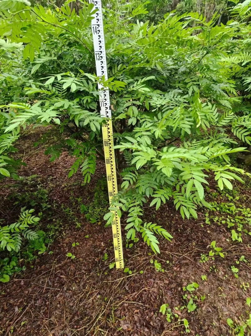 红绒球