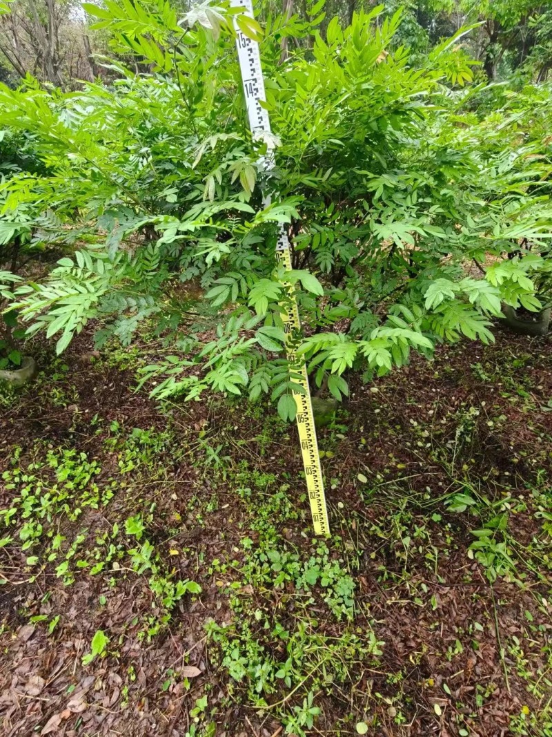 红绒球