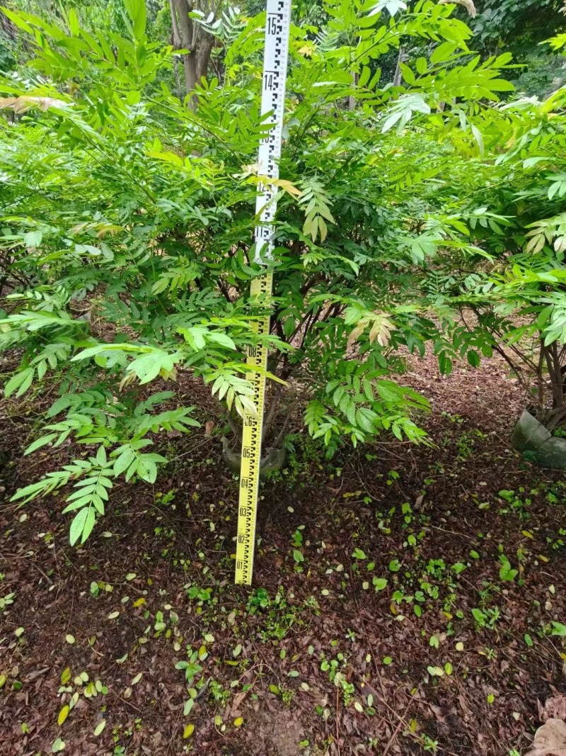 红绒球