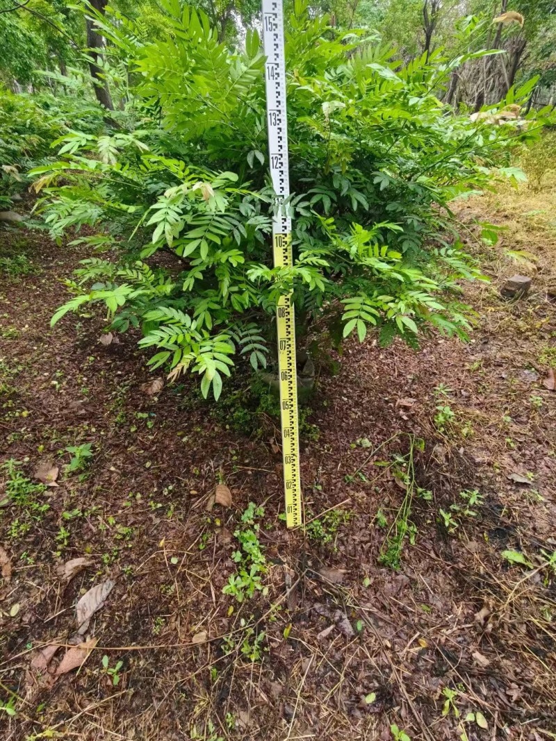红绒球