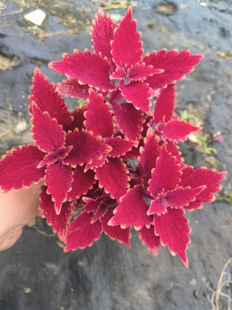 彩叶草