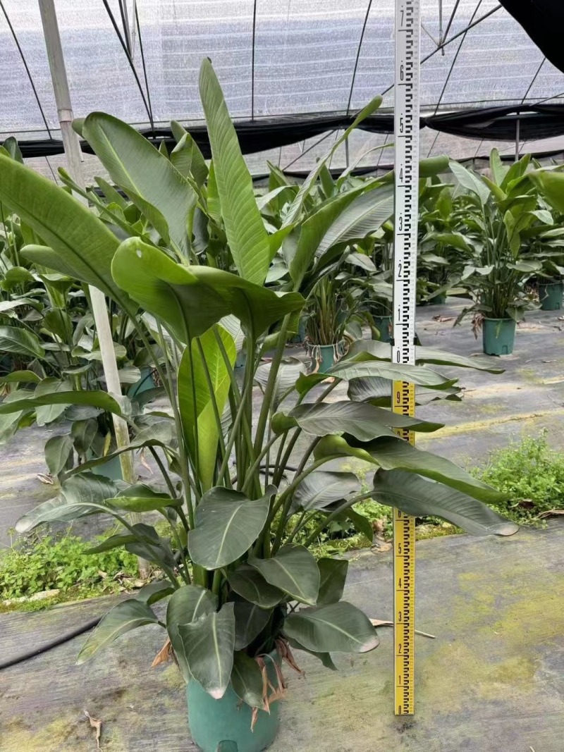 天堂鸟