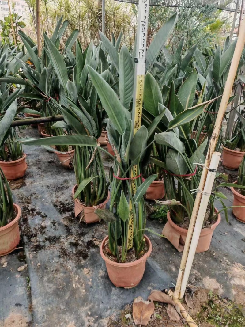 天堂鸟