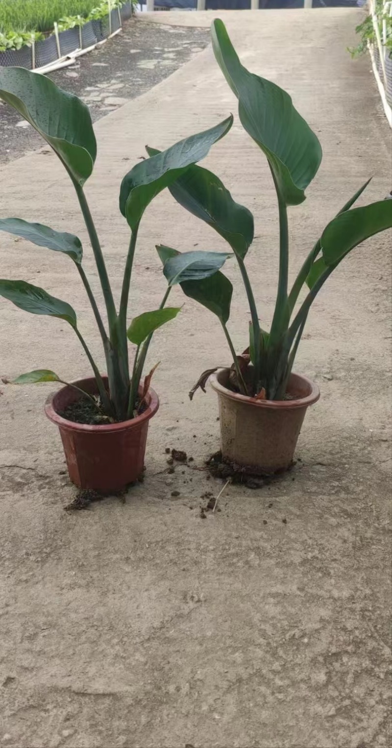 天堂鸟